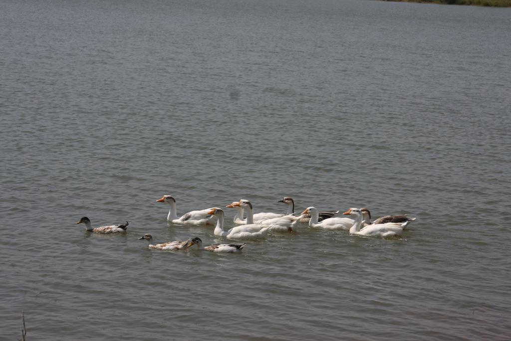 ​juSTa Lake Nahargarh Palace Parsoli Bagian luar foto